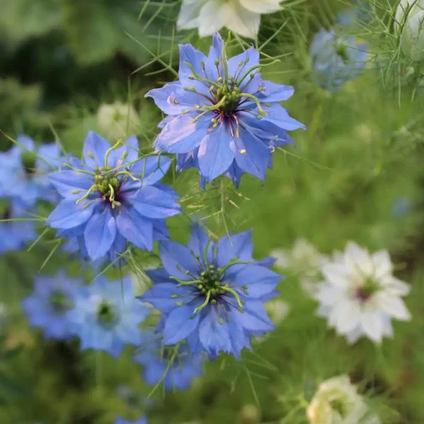 sachet de graines de Nigelle à planter - par la fabrique à sachet