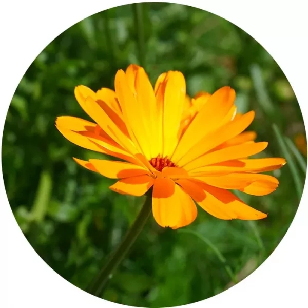 sachet de graines de Calendula par La frabrique à sachets