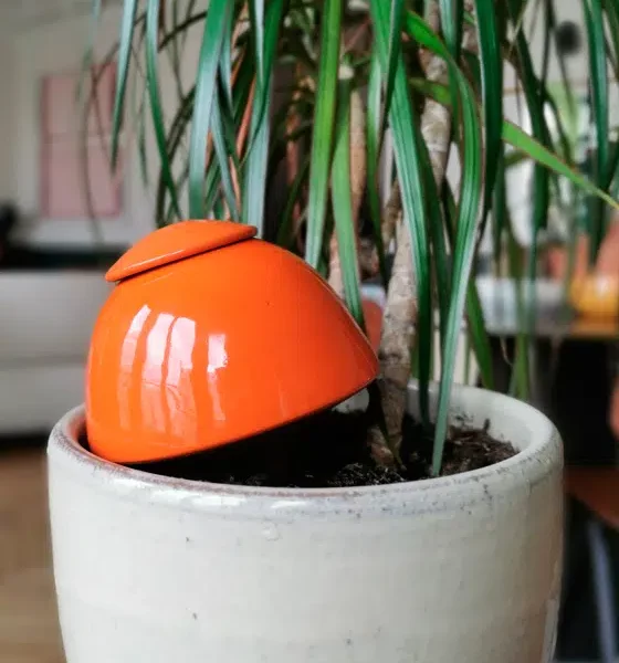 oya pour plante 50cl orange le vivant