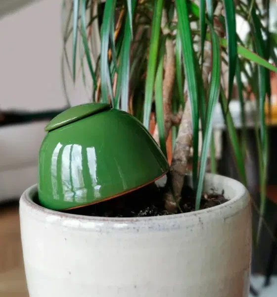olla 50cl pour plante verte par Le Vivant